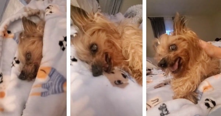 Grumpy Dog Absolutely Hates Mornings And Goes Viral Because So Many People Can Relate