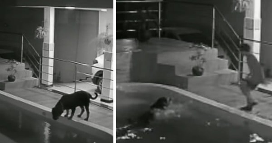 Heroic 11-Year-Old Jumps Into Action After His Beloved Dog Falls Into Pool