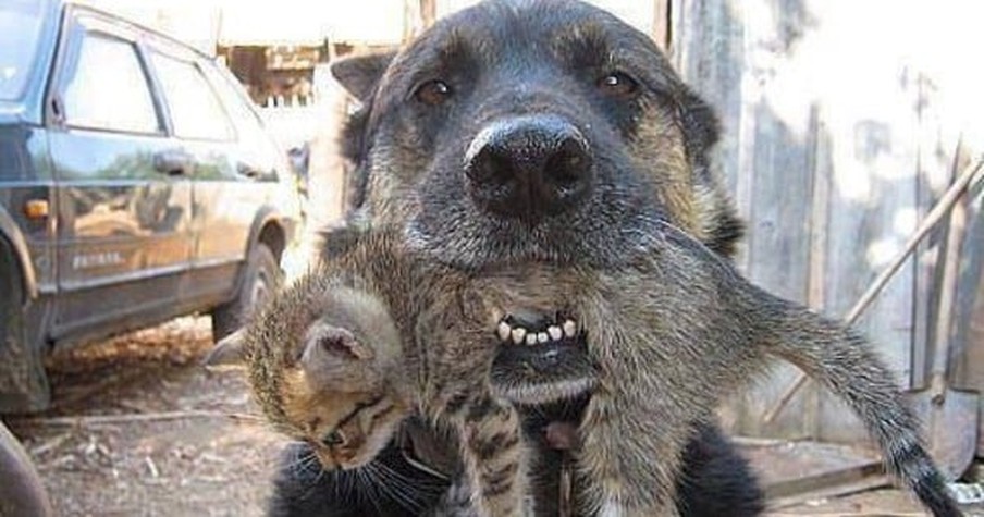 Heroic Dog Runs Into Flames When No One Else Could And Comes Out With Kitten In Mouth