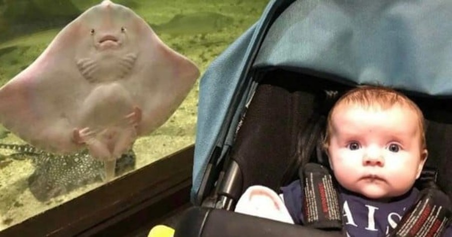 In One of the Best Animal Photobomb Photos, Baby and Stingray Are Making the Same Face