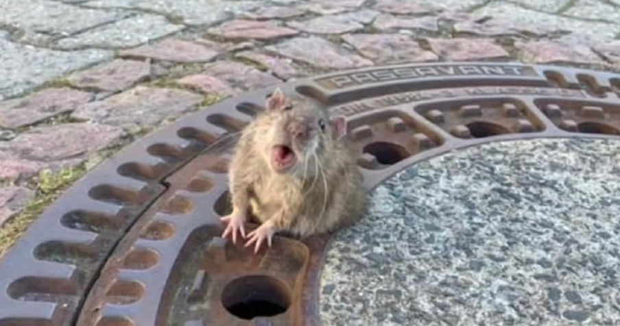 It Took a Crew of Firefighters and Lots of Teamwork to Free a Rat Stuck in a Sewer Grate