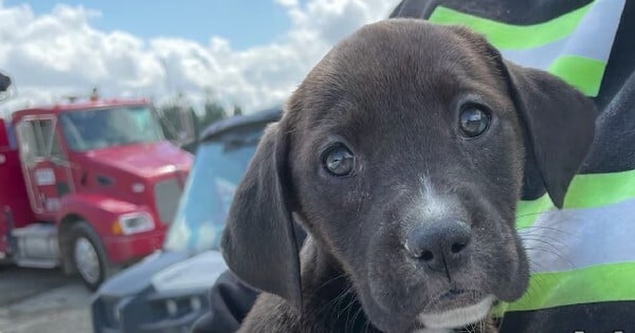 Just As Crew Prepared to Crush Rocks at a Gravel Pit, Construction Worker Spots Puppies