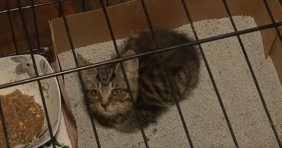 Kitten Spent 20-Hour Ride Trapped In A U-Haul Truck But After 3 Tries She Was Finally Free