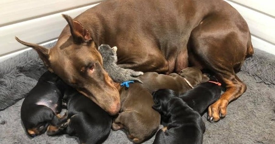 Mama Doberman With A Huge Heart Adopts A Kitten With No Family Into Her Litter Of Puppies