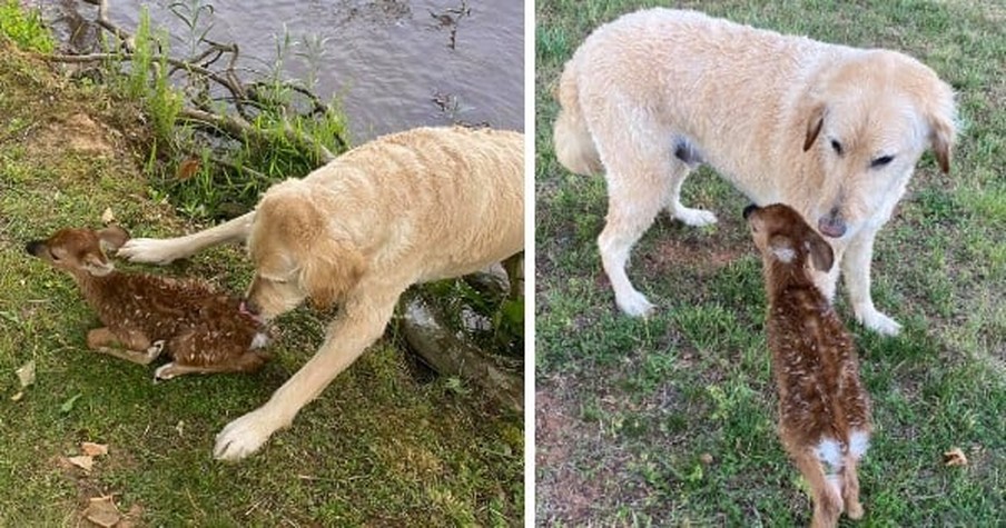 Man Scans The Water For His Fur-Baby And Then Watches In Awe As Dog Saves A Fawn