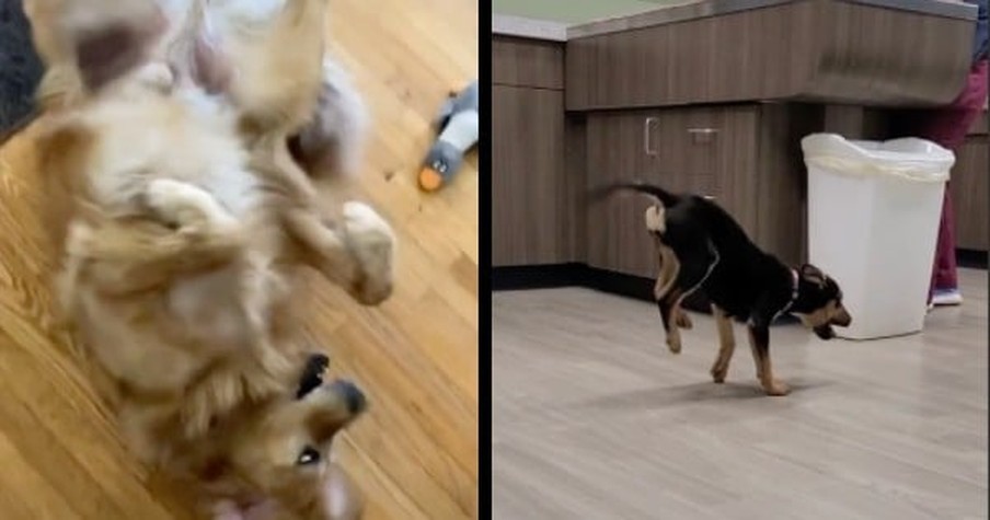 Man Stomps Feet and Sings Happy Dog Music, Starting an Online Trend That's Too Good to Miss