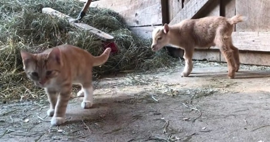 Newborn Nigerian Dwarf Goat Meets Barn Kitties And His Reaction Is Just Precious