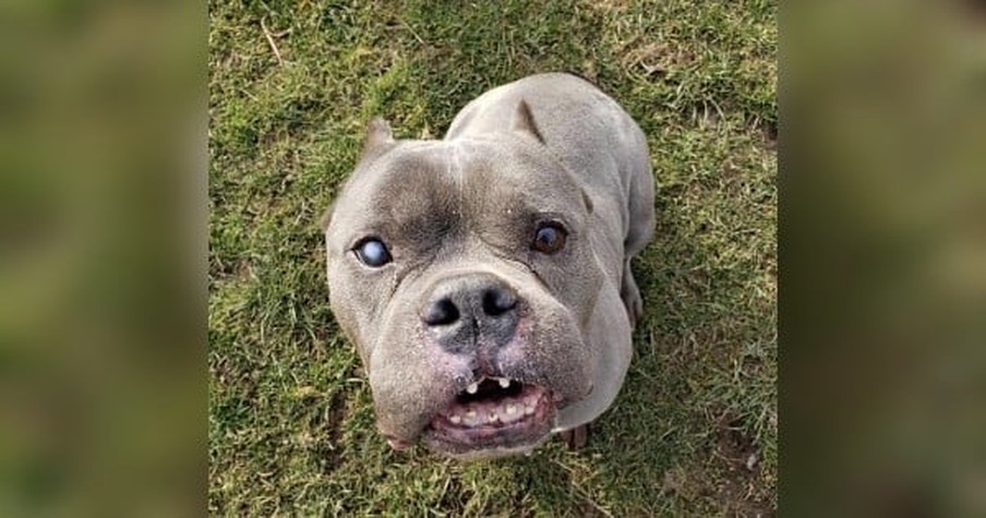 No One Seemed To Want This 'Ugly' Pit Bull But All Of That Changed Once He Went Viral