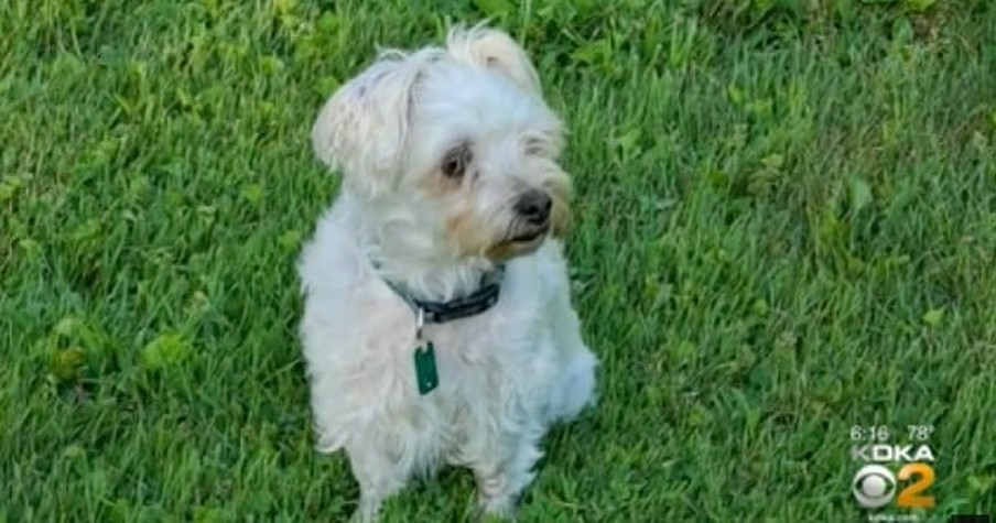 Pastor Hears Commotion And Steps Outside To Find A Bear With His Dog In Its Mouth