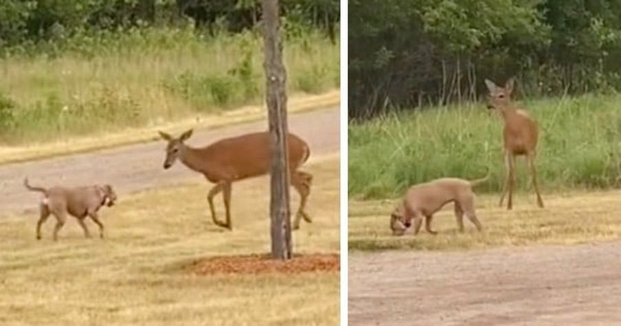 Pit Bull And Deer Play Together And Their Unlikely Friendship Is The Sweetest Thing