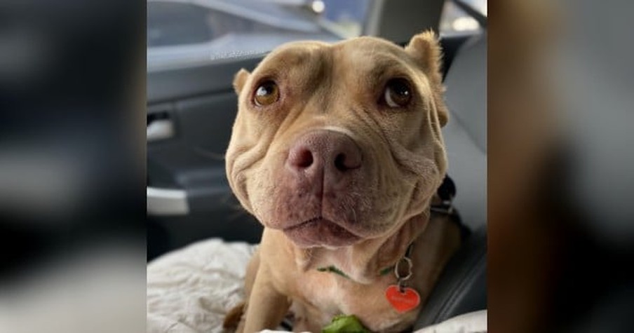 Pitbull's Smiling Dog Face Shows Just How Glad She Is To Be Free Of Her Unhappy Start To Life