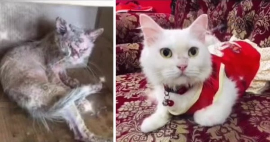 Pitiful Cat Looks Nothing Like She Did Before After Love Transforms Her