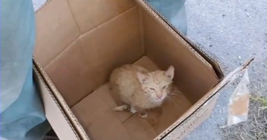 Sanitation Workers Hear Sound Of Kitten Meowing And Stop Trash Compactor Just In Time