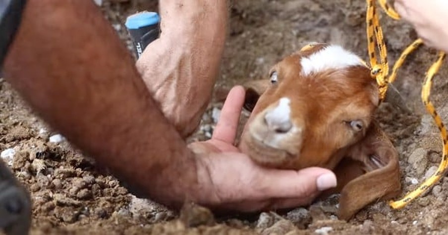 Special Angels Refuse To Give Up And Spend 2 Days Digging Until Goat Is Rescued From Pipe