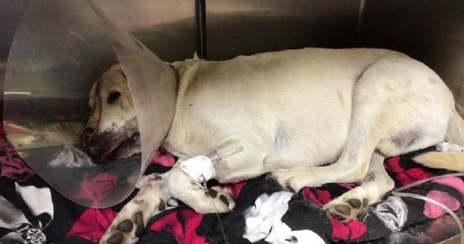 Teen Didn't Realize He Was In Danger Until Heroic Dog Was Bitten By A Rattlesnake In His Place