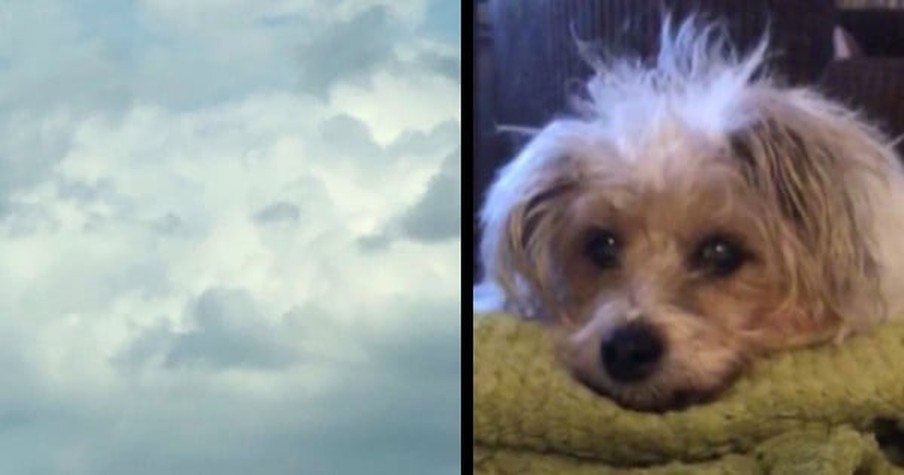 Woman Looks Up To Heaven And Sees Image Of Her Dog In The Clouds Hours After He Passed