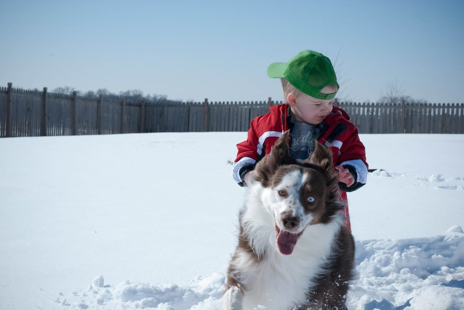 Sneaky Photobombing Dogs Have Perfect Timing