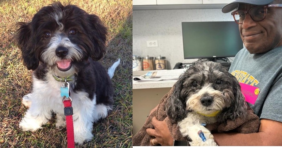 Al Roker Missed the Today Show As They Rushed His Beloved Dog into Surgery