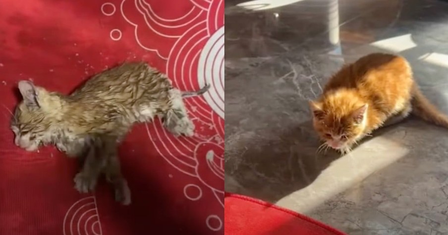 She Found a Frozen Kitten in the Snow and Saved It by Nursing It Back to Health