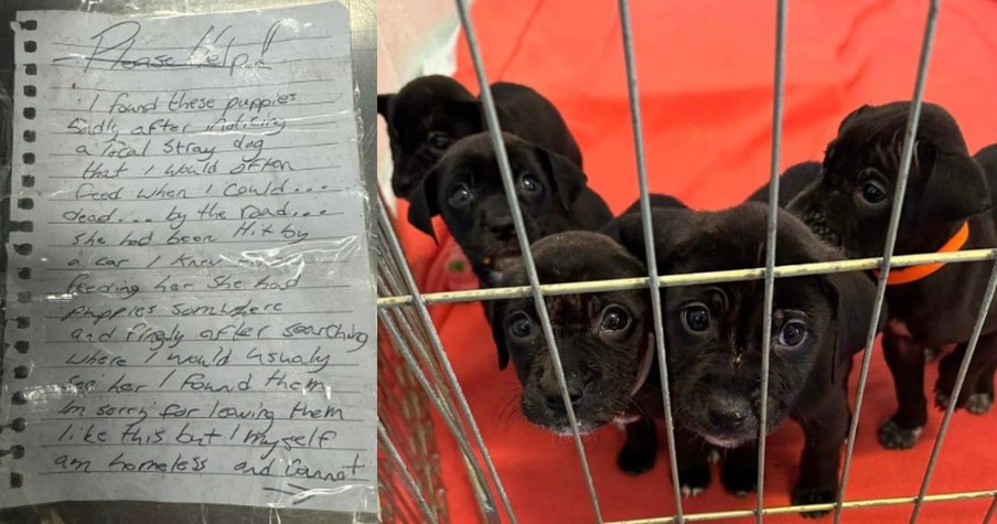 5 Abandoned Puppies Found by Homeless Man Get Dropped on Doorstep with Devastating Note