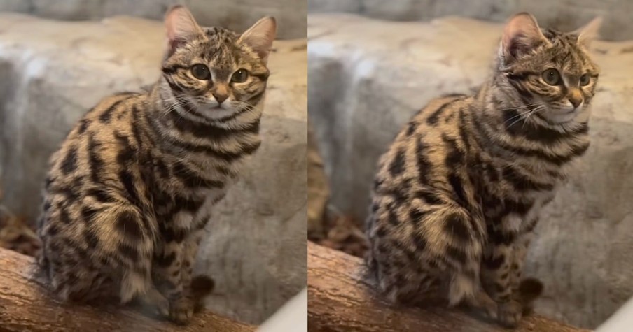 Adorable 2.6 Pound Cat Is Surprisingly One of the World's Deadliest Predators