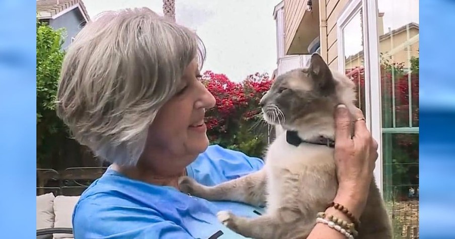 After Getting Lost in Yellowstone, This Precious Cat Made His Way Back Home To California