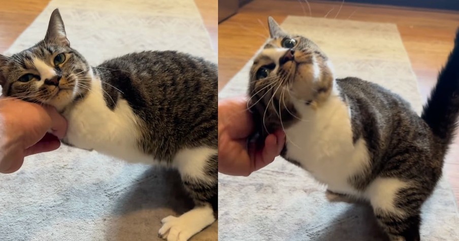 Cat Named Duck Inspires All by Thriving Even After Having Her Front Legs Amputated