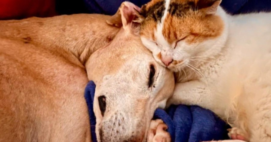 Cat and Dog Snuggle up at the End of Their Lives and Cross the Rainbow Bridge Together