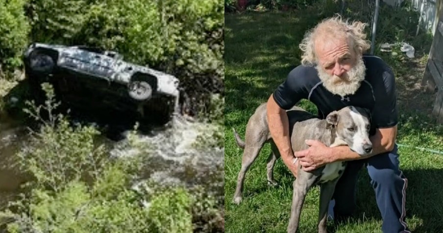 Devoted Dog Ran 4 Miles to Alert Others That His Owner Desperately Needed Help