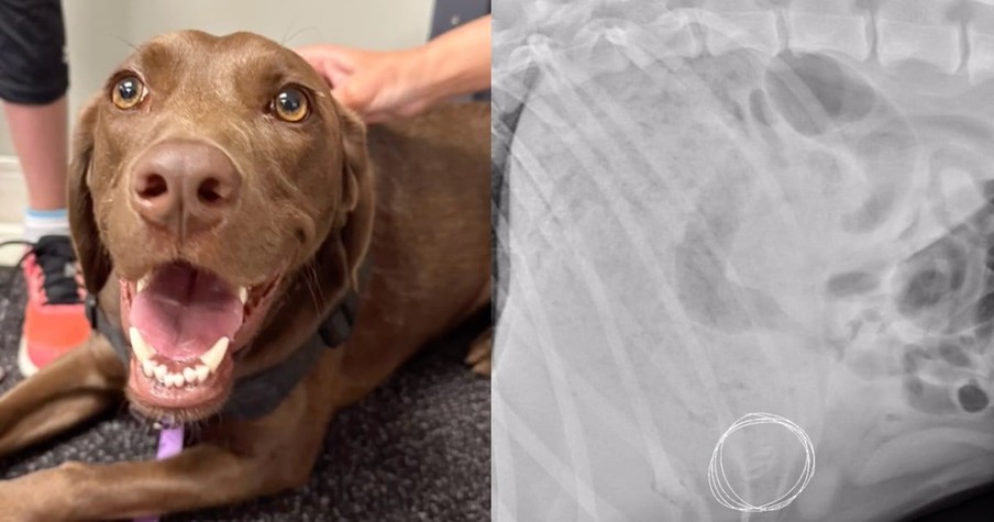 Owner's Trip to the Vet with Unwell Dog Results in the Craziest X-Ray