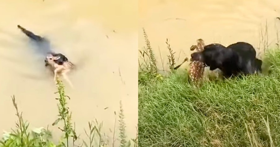 Raging Waters Threatened to Overcome a Flailing Fawn but Then a Furry Angel Came to the Rescue