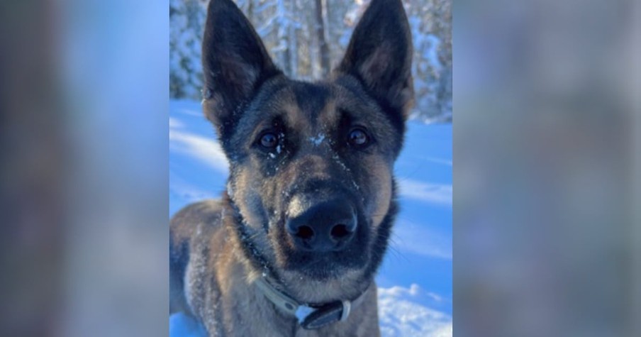 Determined Dog Tracked a Scent for Over 2 Miles in the Freezing Cold, and It Saved a Missing Child