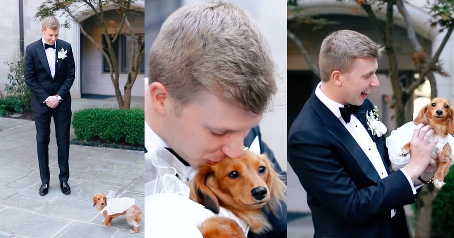 Dog Takes Bride's Place During First Look, and Just Wait 'Til You See How the Pup Reacts