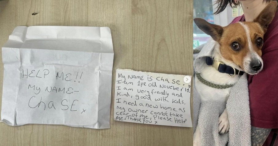 This Puppy Was Found With a Note That Read 'Help Me,' Now He's Looking For a New Home