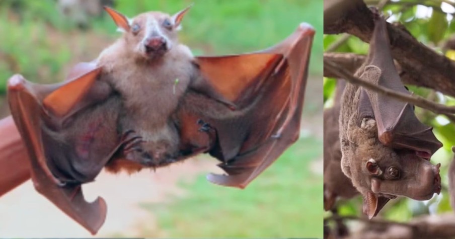 Bizarre Yet Real Creature, the Hammer-Headed Bat, Is Proof God's Creations Are Amazing