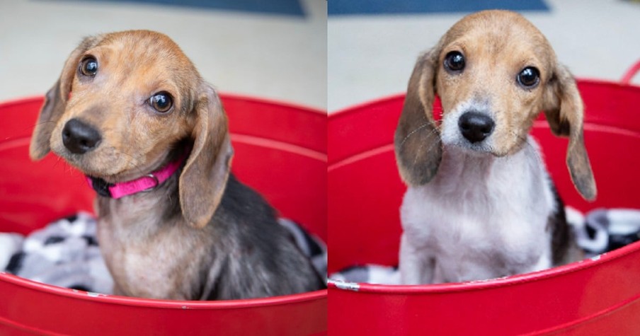 Rescuers' Hearts Break As They Find Puppies in Dumpster but Then Love Transforms Them