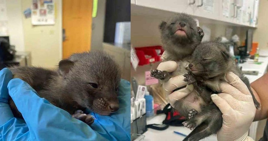 Good Samaritan Thought She Was Rescuing Kittens but These Babies Were a Different Animal