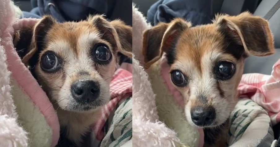 Senior Dog Gives Her Human a Look to Let Her Know 'It's Time'