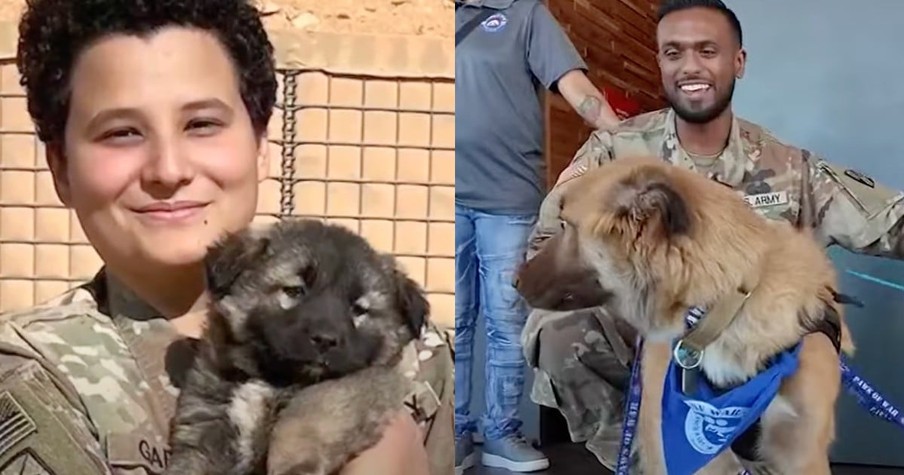 These Soldiers Are Adopting the Dogs They Fell In Love With While On Deployment