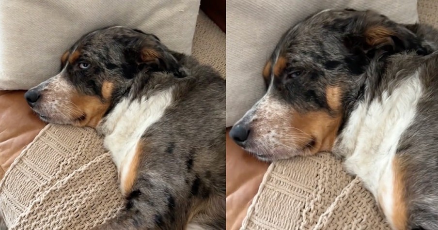 Dog Is Completely Lethargic & Mom Has a Message for the Kids Who Left the Pup Like That