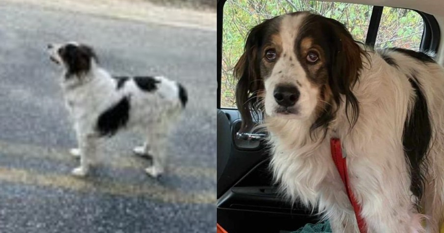 Dog Saves Her Owner's Life By Sitting in the Middle of the Road