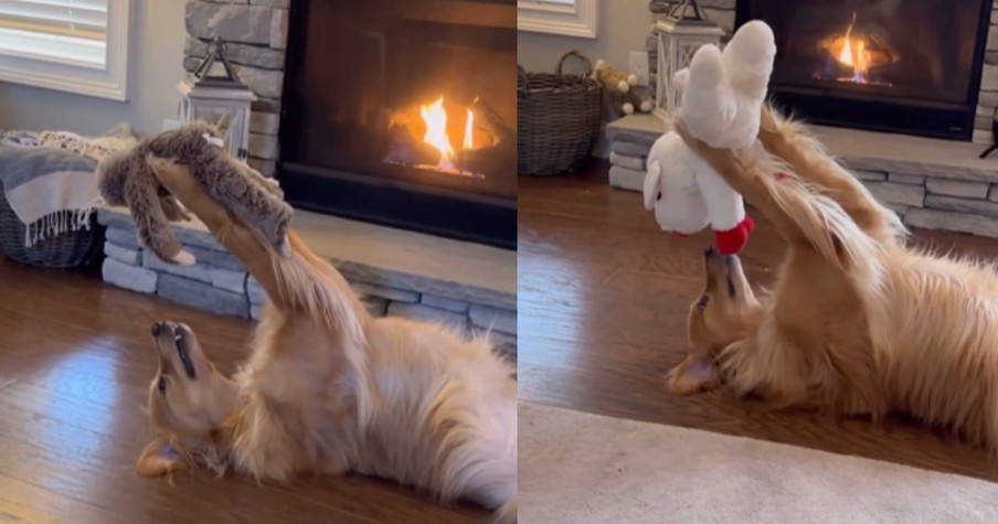 Cutest Golden Retriever Ever Will Melt Your Heart As He Plays With Toys