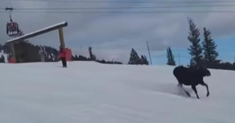 Bystanders Shocked by Huge Moose Chasing Skiers and Cameras Caught It All