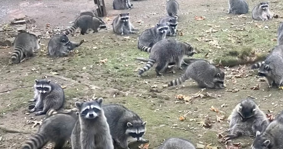 Woman's Home is Surrounded By 100 Raccoons, and They Aren't Leaving Anytime Soon