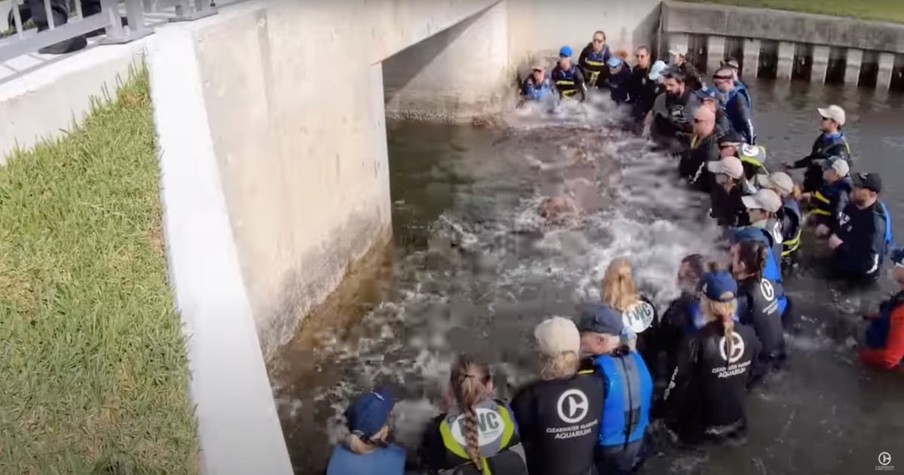 Team of 28 Rescuers Get In Water To Form A Human Chain, All To Save A Dolphin