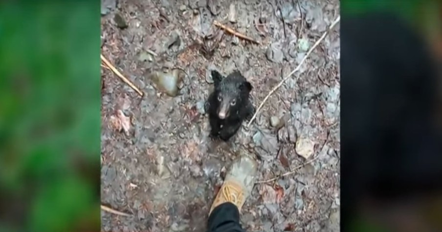 Man Follows Frantic Cries In Woods And Discovers A Black Bear Cub In Need Of Saving