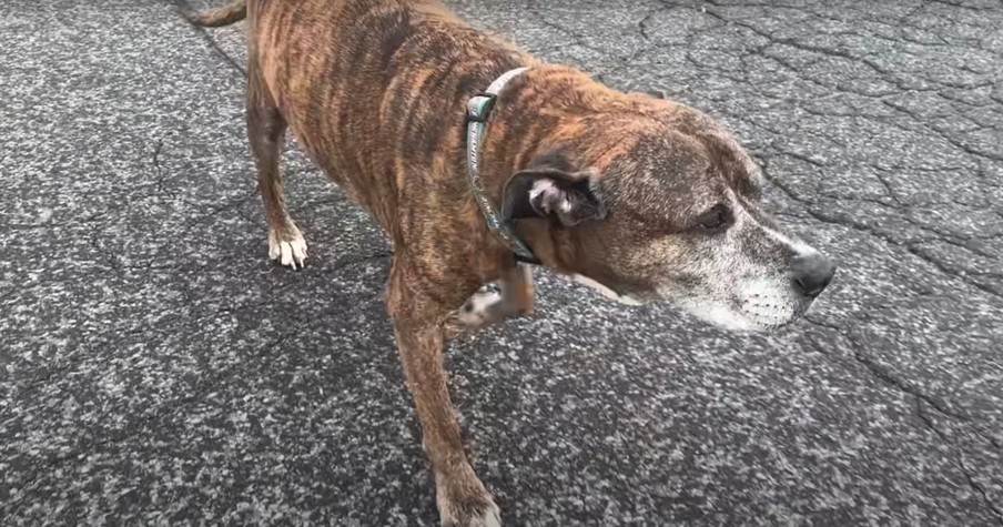 Tearful Neighbors Say Goodbye As Dog Goes for Final Walk Before Leaving for 'Doggie Heaven'