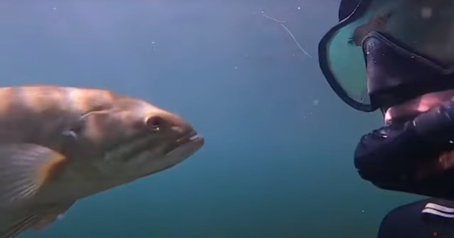 Man And Fish Formed A Special Bond And Now They Reunite Every Summer In The Same Lake