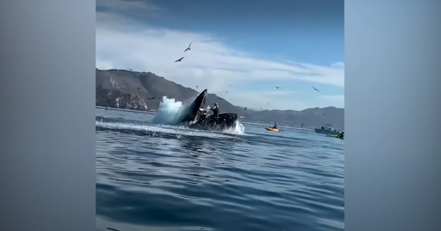 Cameras Caught The Crazy Moment 2 Women Kayaking Were Almost Swallowed By A Whale