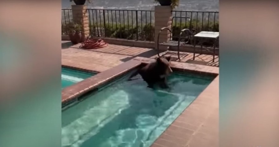 Bear Trying To Beat The Heat Goes Swimming In A Pool And Causes Quite A Stir